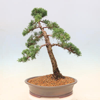 Vonkajšie bonsai - Juniperus chinensis Kishu -Jalovec čínsky - 3