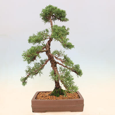 Vonkajšie bonsai - Juniperus chinensis Kishu -Jalovec čínsky - 3