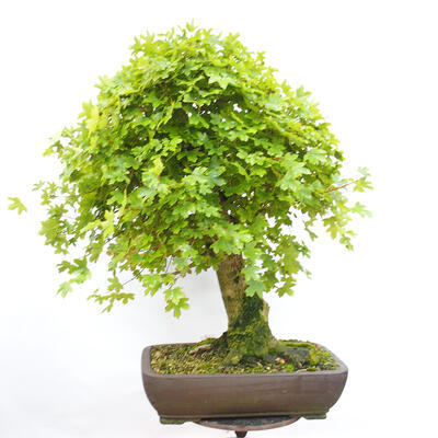 Vonkajší bonsai -Javor babyka - Acer campestre - 3