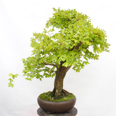 Vonkajší bonsai -Javor babyka - Acer campestre - 3