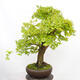 Vonkajší bonsai -Javor babyka - Acer campestre - 3/6
