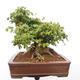 Vonkajší bonsai -Javor babyka - Acer campestre - 3/6