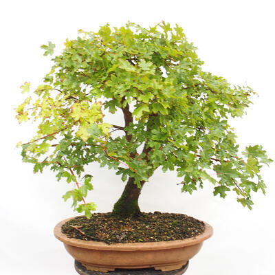 Vonkajší bonsai -Javor babyka - Acer campestre - 3