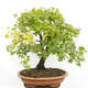 Vonkajší bonsai -Javor babyka - Acer campestre - 3/6