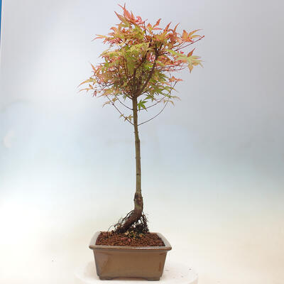 Javor dlanitolistý - Acer palmatum Beni Tsukasa - 3