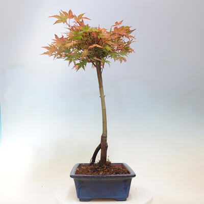 Javor dlanitolistý - Acer palmatum Beni Tsukasa - 3