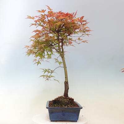 Javor dlanitolistý - Acer palmatum Beni Tsukasa - 3