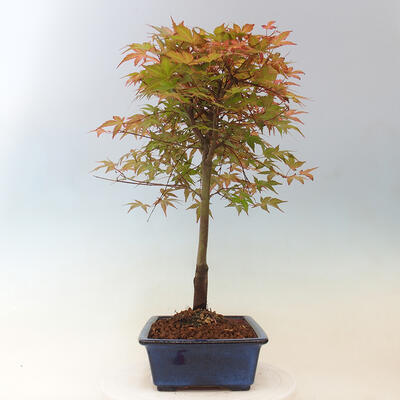 Javor dlanitolistý - Acer palmatum Beni Tsukasa - 3