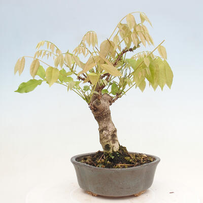 Vonkajšia bonsai - Vistarie kvetnatá - Wisteria floribunda - 3