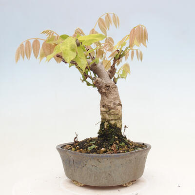 Vonkajšia bonsai - Vistarie kvetnatá - Wisteria floribunda - 3