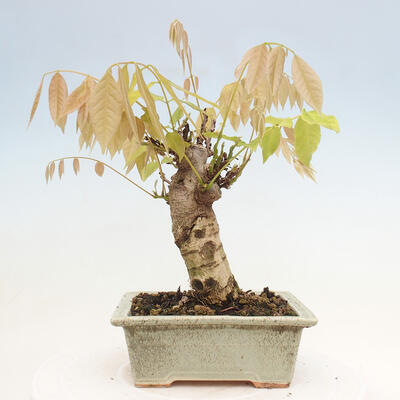 Vonkajšia bonsai - Vistarie kvetnatá - Wisteria floribunda - 3