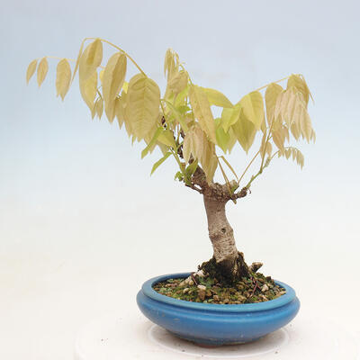 Vonkajšia bonsai - Vistarie kvetnatá - Wisteria floribunda - 3