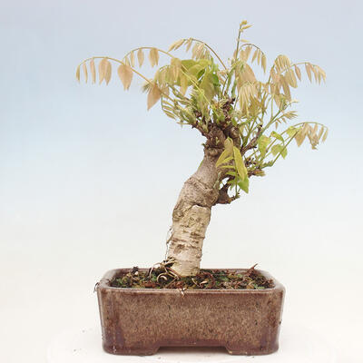 Vonkajšia bonsai - Vistarie kvetnatá - Wisteria floribunda - 3