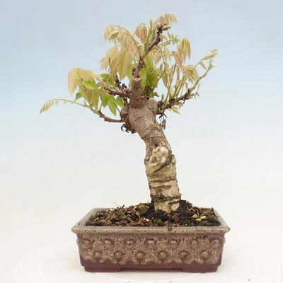 Vonkajšia bonsai - Vistarie kvetnatá - Wisteria floribunda - 3