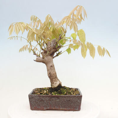 Vonkajšia bonsai - Vistarie kvetnatá - Wisteria floribunda - 3