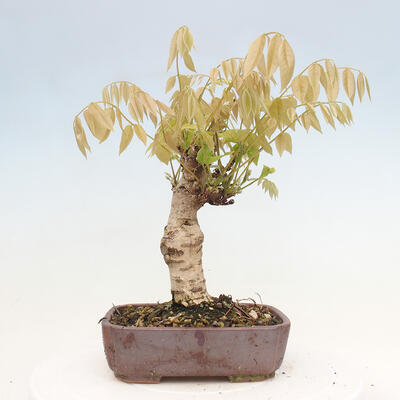 Vonkajšia bonsai - Vistarie kvetnatá - Wisteria floribunda - 3