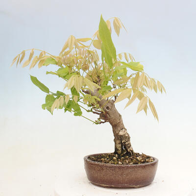 Vonkajšia bonsai - Vistarie kvetnatá - Wisteria floribunda - 3