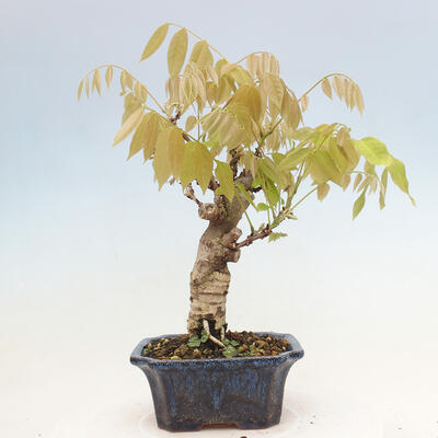 Vonkajšia bonsai - Vistarie kvetnatá - Wisteria floribunda - 3