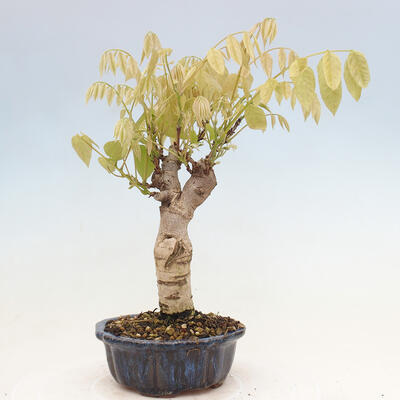 Vonkajšia bonsai - Vistarie kvetnatá - Wisteria floribunda - 3