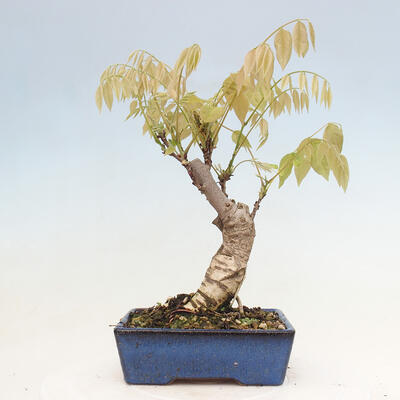 Vonkajšia bonsai - Vistarie kvetnatá - Wisteria floribunda - 3