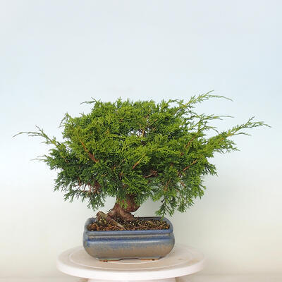 Vonkajší bonsai - Juniperus chinensis Itoigawa -Jalovec čínsky - 3