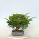 Vonkajší bonsai - Juniperus chinensis Itoigawa -Jalovec čínsky - 3/4