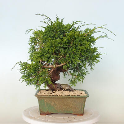 Vonkajší bonsai - Juniperus chinensis Itoigawa -Jalovec čínsky - 3