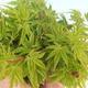 Vonkajšie bonsai - Acer palmatum SHISHIGASHIRA- Javor malolistá - 3/3