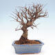 Vonkajšie bonsai - Zelkova - Zelkova Nirom - 3/5