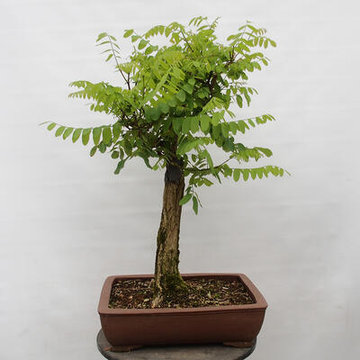 Vonkajšie bonsai - Agát - Robinia pseudoacacia - 3