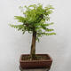 Vonkajšie bonsai - Agát - Robinia pseudoacacia - 3/6