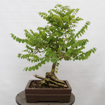 Vonkajšie bonsai - Agát - Robinia pseudoacacia - 3