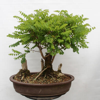 Vonkajšie bonsai - Agát - Robinia pseudoacacia - 3