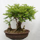 Vonkajšie bonsai - Agát - Robinia pseudoacacia - 3/6