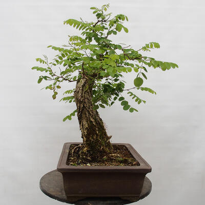 Vonkajšie bonsai - Agát - Robinia pseudoacacia - 3