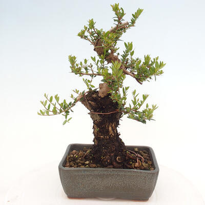 Izbová bonsai - Myrtus communis - Myrta obyčajná - 3