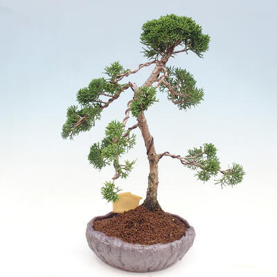 Vonkajšie bonsai - Juniperus chinensis Kishu -Jalovec čínsky - 3