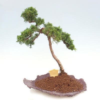 Vonkajšie bonsai - Juniperus chinensis Kishu -Jalovec čínsky - 3