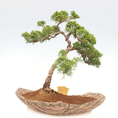 Vonkajšie bonsai - Juniperus chinensis Kishu -Jalovec čínsky - 3