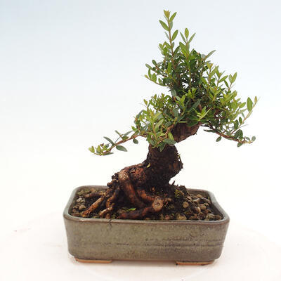 Izbová bonsai - Myrtus communis - Myrta obyčajná - 3