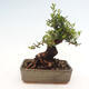 Izbová bonsai - Myrtus communis - Myrta obyčajná - 2/5