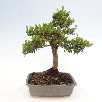 Izbová bonsai - Myrtus communis - Myrta obyčajná - 3