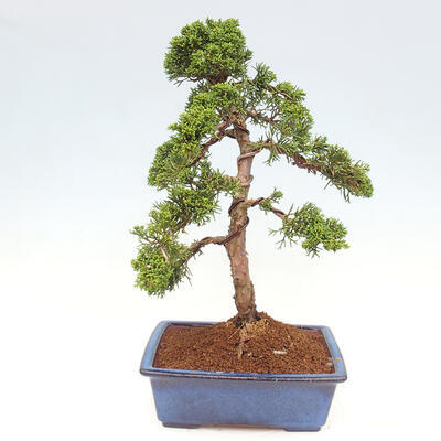 Vonkajšie bonsai - Juniperus chinensis Kishu -Jalovec čínsky - 3