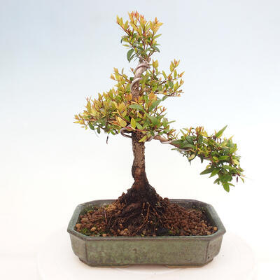 Izbová bonsai - Myrtus communis - Myrta obyčajná - 3