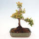 Izbová bonsai - Myrtus communis - Myrta obyčajná - 3/5