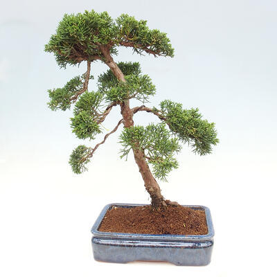 Vonkajšie bonsai - Juniperus chinensis Kishu -Jalovec čínsky - 3