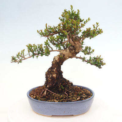 Izbová bonsai - Myrtus communis - Myrta obyčajná - 3