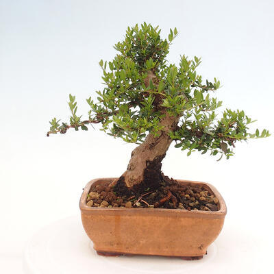 Izbová bonsai - Myrtus communis - Myrta obyčajná - 3