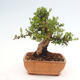 Izbová bonsai - Myrtus communis - Myrta obyčajná - 3/5