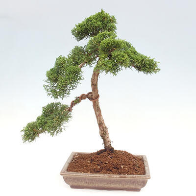 Vonkajšie bonsai - Juniperus chinensis Kishu -Jalovec čínsky - 3